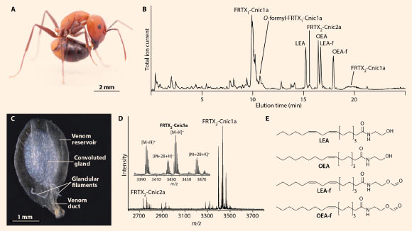 Study Reveals Formicin Ants’ Hidden Arsenal of Toxic Peptides Study Reveals Formicin Ants Hidden Arsenal of Toxic Peptides
