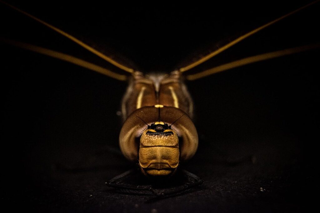 The Alarming Truth: Why These Giant Insects Could Be Here to Stay The Alarming Truth Why These Giant Insects Could Be Here