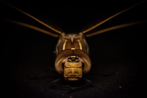 The Alarming Truth: Why These Giant Insects Could Be Here to Stay The Alarming Truth Why These Giant Insects Could Be Here