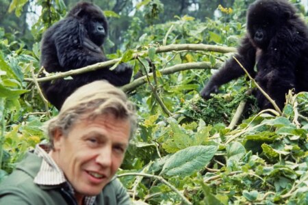 Top David Attenborough Documentaries Every Nature Lover Must Watch New