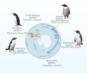 Understanding Gentoo Penguins More Than Just One Species