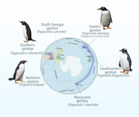 Understanding Gentoo Penguins More Than Just One Species