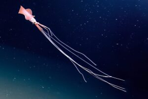 Unveiling the Deep Seas Rarest Creature A Closer Look at