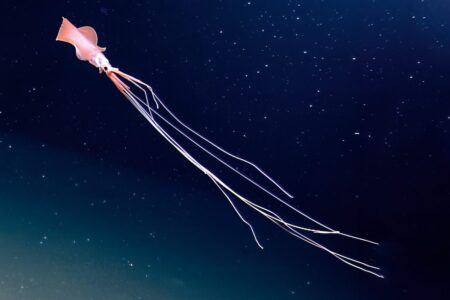 Unveiling the Deep Seas Rarest Creature A Closer Look at