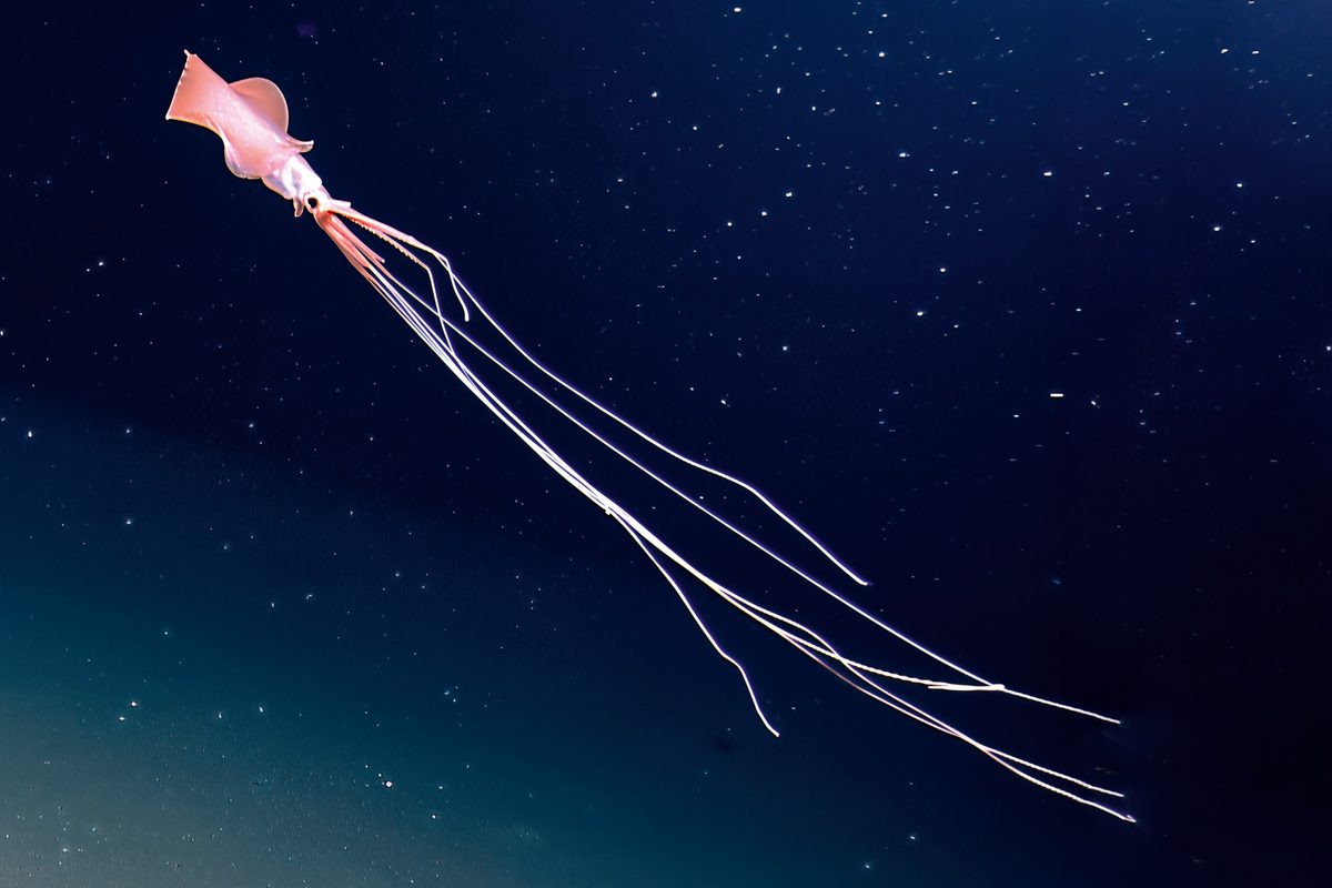 Unveiling the Deep Seas Rarest Creature A Closer Look at