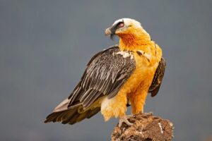 Vulture Discovers Hidden Medieval Treasure in Its Nest