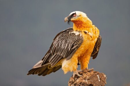 Vulture Discovers Hidden Medieval Treasure in Its Nest