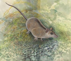 Australian Fossils Uncover Exciting New Marsupial Lineage