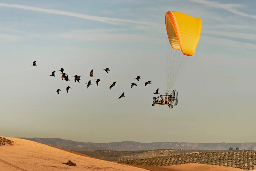 Award-Winning Photo Captures Ibis Journey to Winter Home Award Winning Photo Captures Ibis Journey to Winter Home