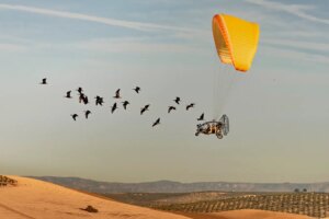 Award Winning Photo Captures Ibis Journey to Winter Home
