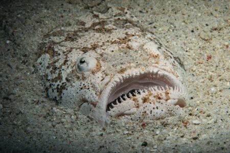 Beware This Hidden Fish Beneath the Sand Can Cause Beachgoer