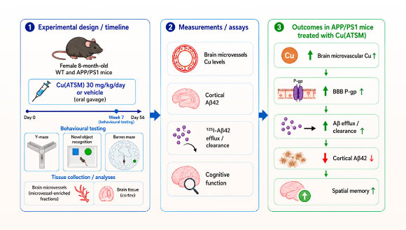 Breakthrough Copper-Based Drug Eradicates Alzheimer’s Plaques and Enhances Memory in Mice Breakthrough Copper Based Drug Eradicates Alzheimers Plaques and Enhances Memory in