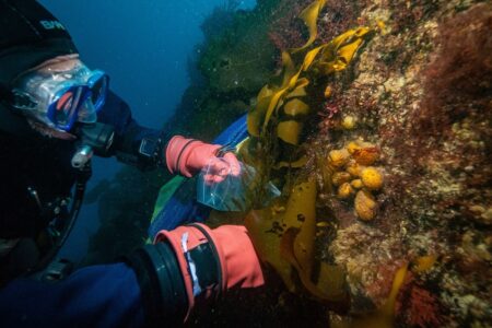 Breakthrough Discovery Antarctic Creature May Pave the Way for Cancer