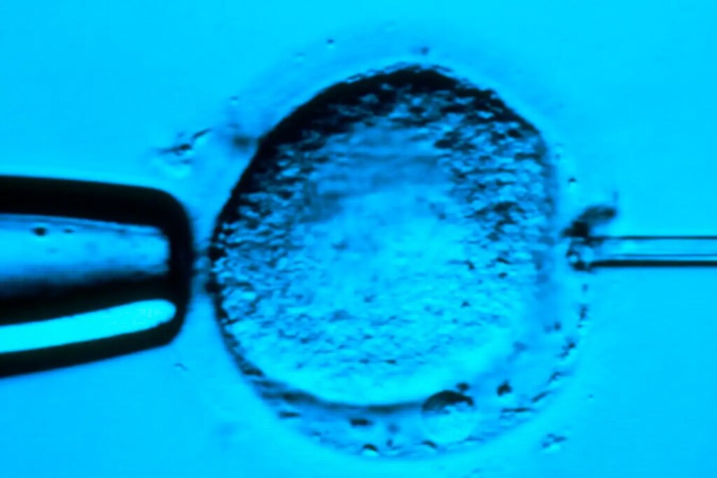 Breakthrough Discovery Master Gene Unveils Secrets of Human Development