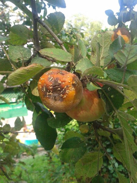 Combatting Fungal Brown Rot with Bacteria Innovative Solutions Sciworthy
