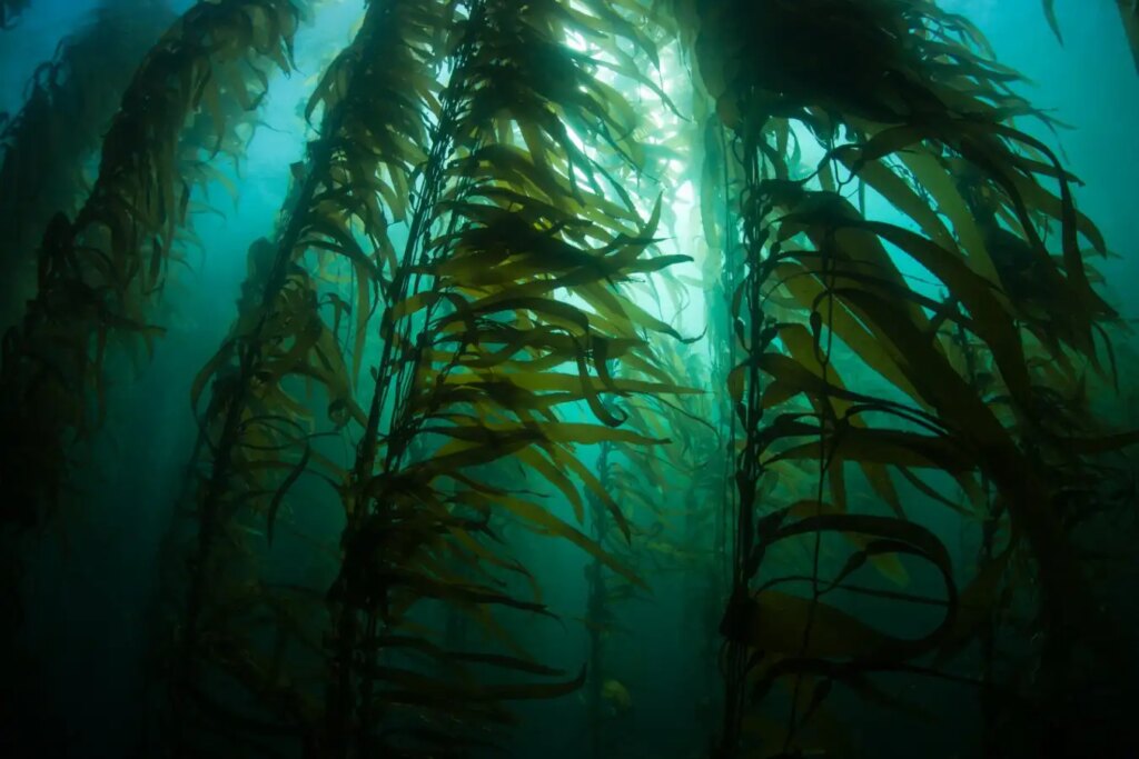 Cutting Edge Natural Technology for CO2 Removal Potential Risks and Backfire