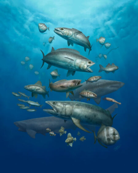 Discover Early Paleocene Fish Fossils Bridging the 10 Million Year Gap