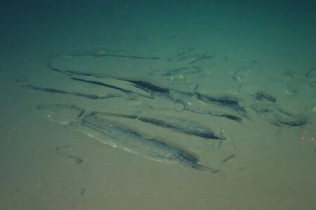 Discover Millions of Fossilized Whale Bones in Deep Sea Graveyard