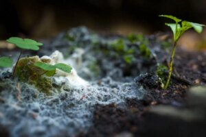 Discover the Global Underground Fungal Network: A Comprehensive Map Unveils Its Vastness Discover the Global Underground Fungal Network A Comprehensive Map Unveils