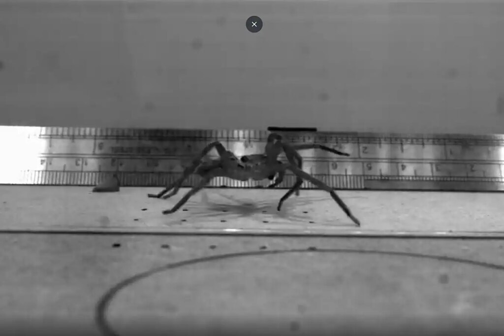 Discover the Worlds Fastest Spider Surpassing Speeds of 35 Meters