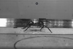 Discover the Worlds Fastest Spider Surpassing Speeds of 35 Meters