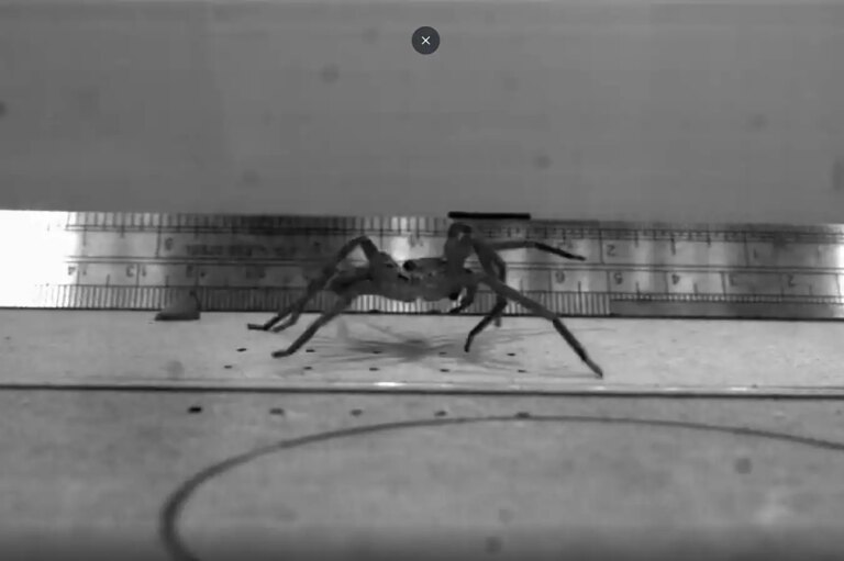 Discover the Worlds Fastest Spider Surpassing Speeds of 35 Meters