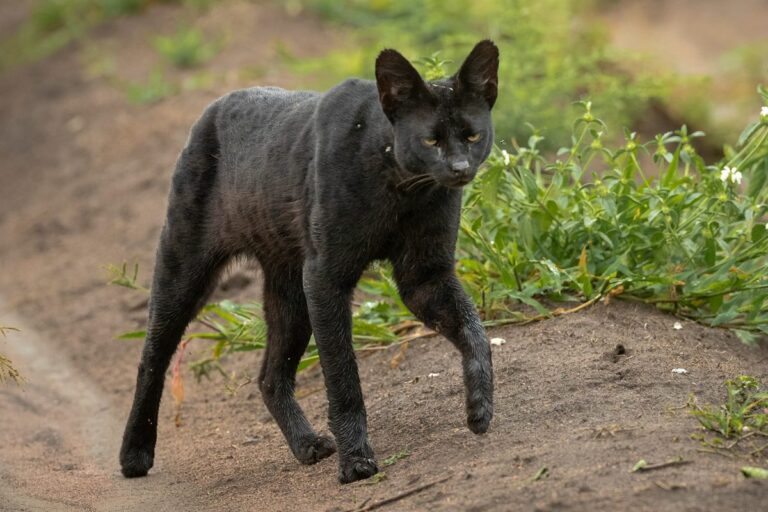 Discover the World’s Most Unexpected Cat: The Quirkiest Feline Who Appears in the Strangest Places! Discover the Worlds Most Unexpected Cat The Quirkiest Feline Who