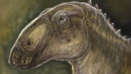 Discovering a New Duck-Billed Dinosaur Species Unearthed in Romania Discovering a New Duck Billed Dinosaur Species Unearthed in Romania
