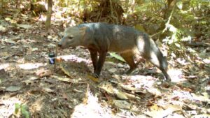 Discovering the Hidden Truth: Amazon’s Short-Eared Dog More Common Than Previously Believed Discovering the Hidden Truth Amazons Short Eared Dog More Common Than