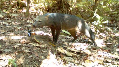 Discovering the Hidden Truth: Amazon’s Short-Eared Dog More Common Than Previously Believed Discovering the Hidden Truth Amazons Short Eared Dog More Common Than