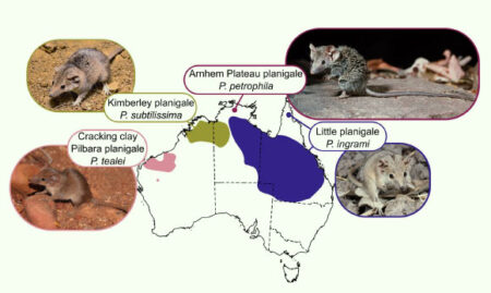 Discovering the Worlds Smallest Marsupial Unveiling Four Distinct Species