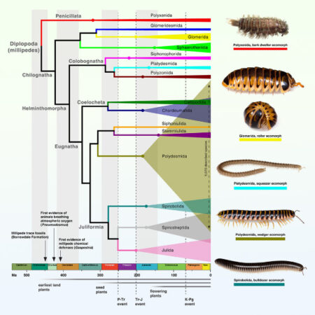 Entomologists Uncover Millipede Evolution: A Comprehensive History Entomologists Uncover Millipede Evolution A Comprehensive History