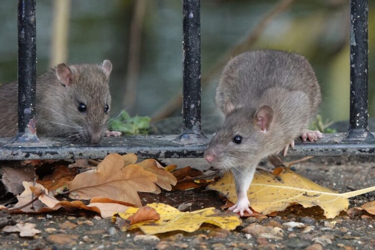 Experts Warn: Mice and Rats Developing Resistance to Rodent Poisons Experts Warn Mice and Rats Developing Resistance to Rodent Poisons
