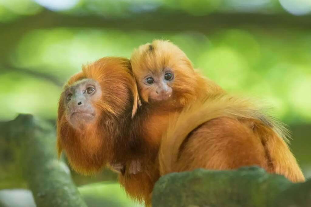 Exploring the Challenges of Childbirth in Primates A Comparison with