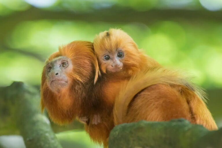 Exploring the Challenges of Childbirth in Primates: A Comparison with Human Experience Exploring the Challenges of Childbirth in Primates A Comparison with