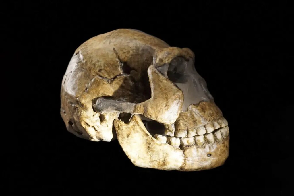 Exploring the Female Homo Naledi Skeletons Insights and Discoveries