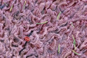 Fecal Transplants Boost Brain Health and Revitalize Aging Mice