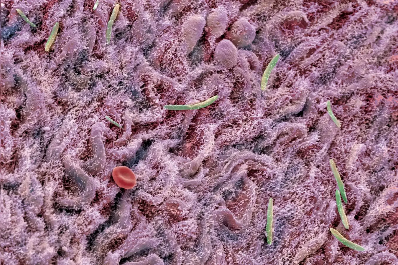 Fecal Transplants Boost Brain Health and Revitalize Aging Mice 1 Fecal Transplants Boost Brain Health and Revitalize Aging Mice