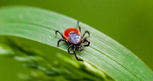 First Discovery of Rare Lyme Disease Variant in New York