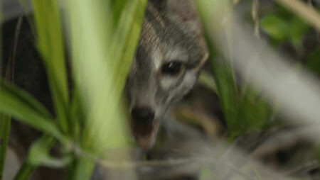 First Ever Images of Cozumel Dwarf Fox Captured by Scientists