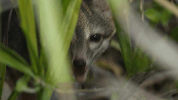 First-Ever Images of Cozumel Dwarf Fox Captured by Scientists First Ever Images of Cozumel Dwarf Fox Captured by Scientists