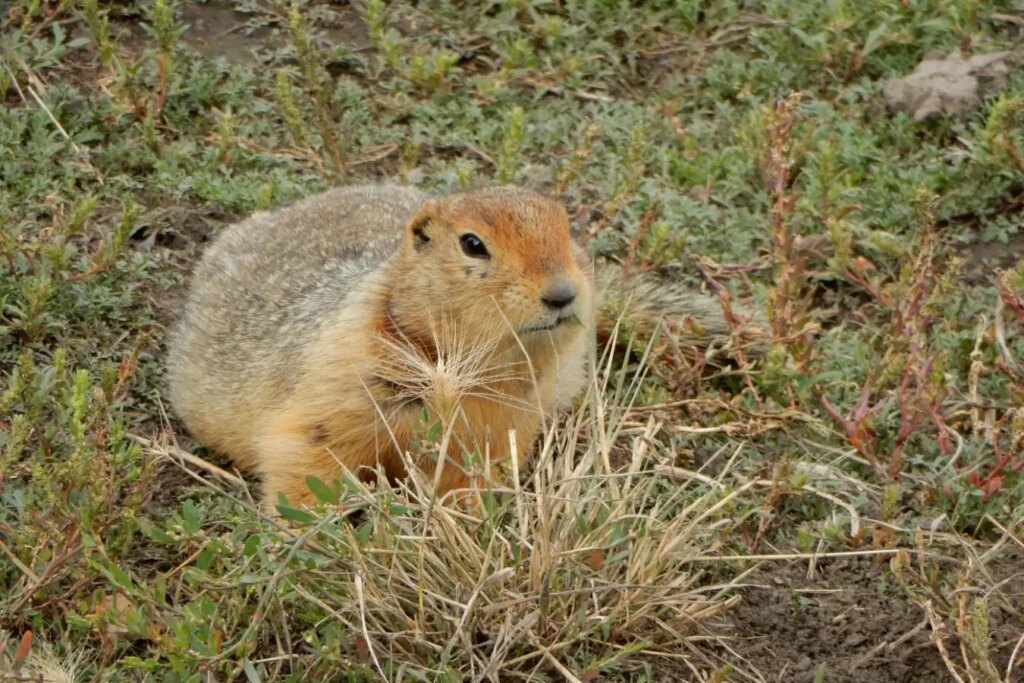 Frozen Squirrel Feces: A Unique Source for Preserving Ancient DNA from Hundreds of Species Frozen Squirrel Feces A Unique Source for Preserving Ancient DNA