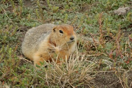 Frozen Squirrel Feces: A Unique Source for Preserving Ancient DNA from Hundreds of Species Frozen Squirrel Feces A Unique Source for Preserving Ancient DNA