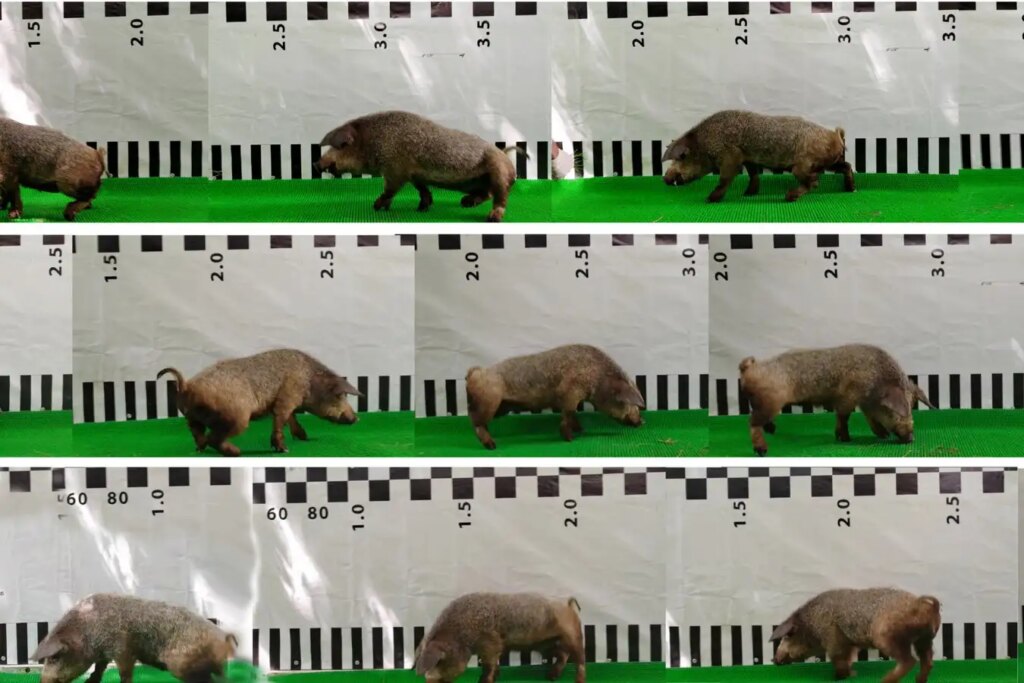 Fusive Neurosurgery: How Paralyzed Pigs Are Walking Again – Could Humans Be Next? Fusive Neurosurgery How Paralyzed Pigs Are Walking Again – Could