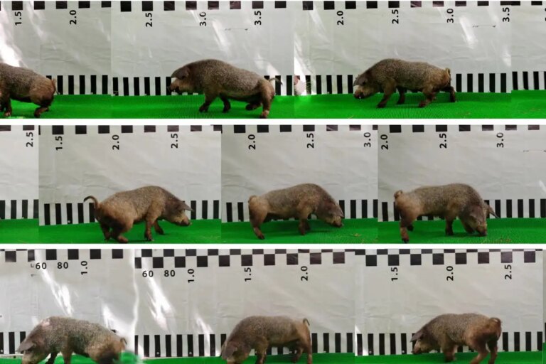 Fusive Neurosurgery: How Paralyzed Pigs Are Walking Again – Could Humans Be Next? Fusive Neurosurgery How Paralyzed Pigs Are Walking Again – Could