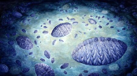 How Earth’s Oldest Animals Thrived: A Lack of Evolutionary Pressure? How Earths Oldest Animals Thrived A Lack of Evolutionary Pressure