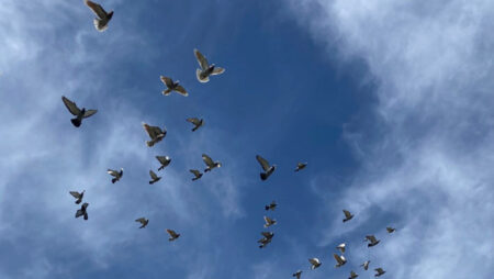 How Pigeons Use Superparamagnetic Immune Cells in Their Livers to