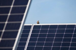 How Solar Farms on Restored Peatland Enhance Wildlife Habitat