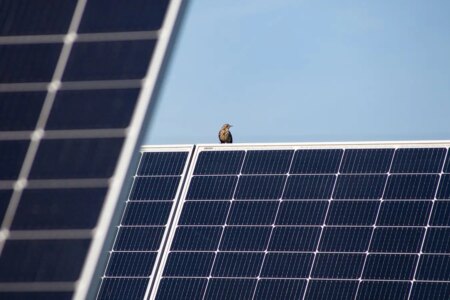 How Solar Farms on Restored Peatland Enhance Wildlife Habitat