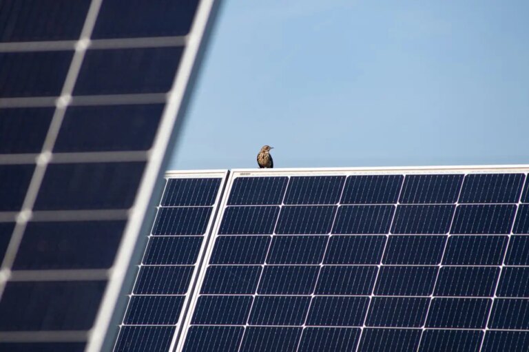 How Solar Farms on Restored Peatland Enhance Wildlife Habitat How Solar Farms on Restored Peatland Enhance Wildlife Habitat